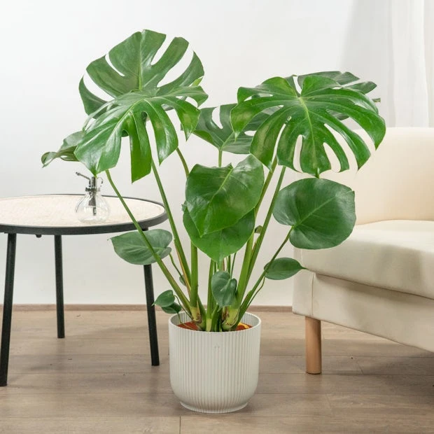 Monstera Deliciosa 70-80 cm - avec cache pot Orlando XL