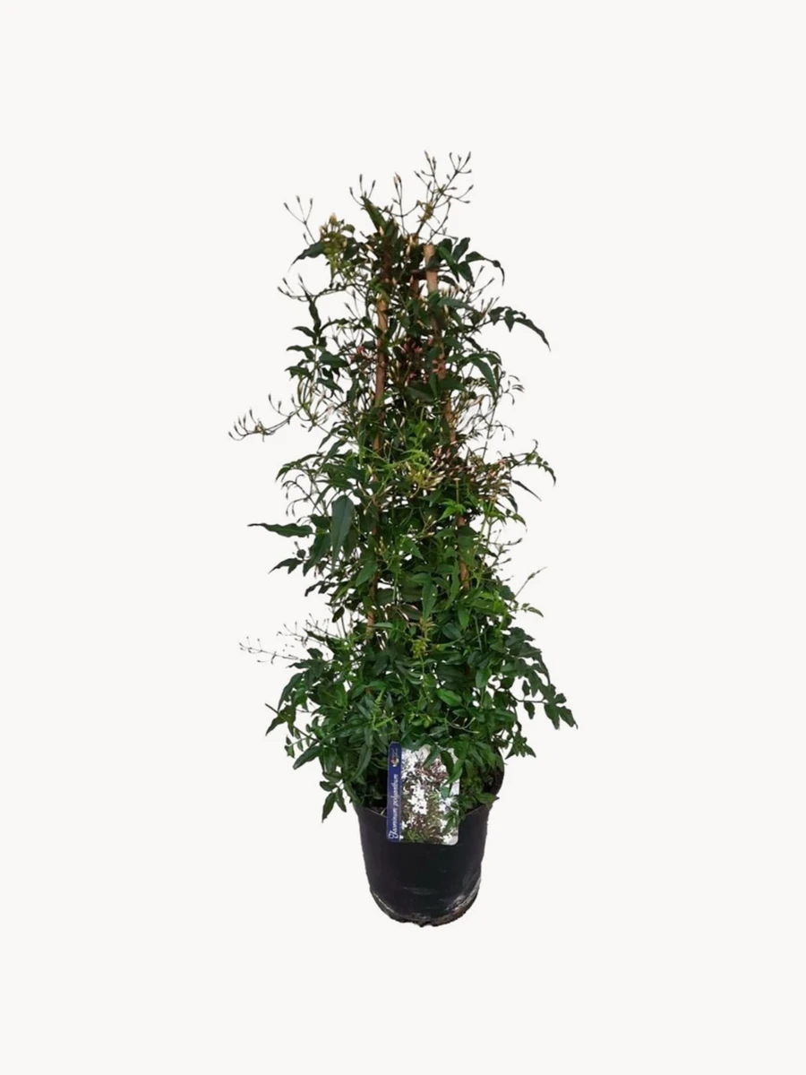 Plante naturelle Jasminum Polyanthum