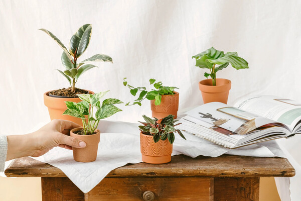 Baby plantes 🌱