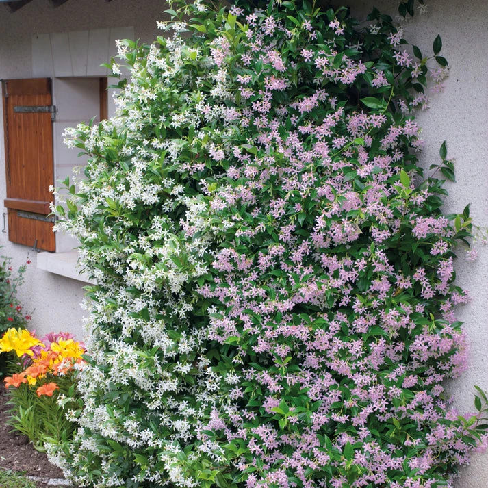 Collection de 2 Jasmin étoilé rose et blanc