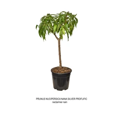 Fruitier nain 1/4 de tige, variétés variables : pot 11L