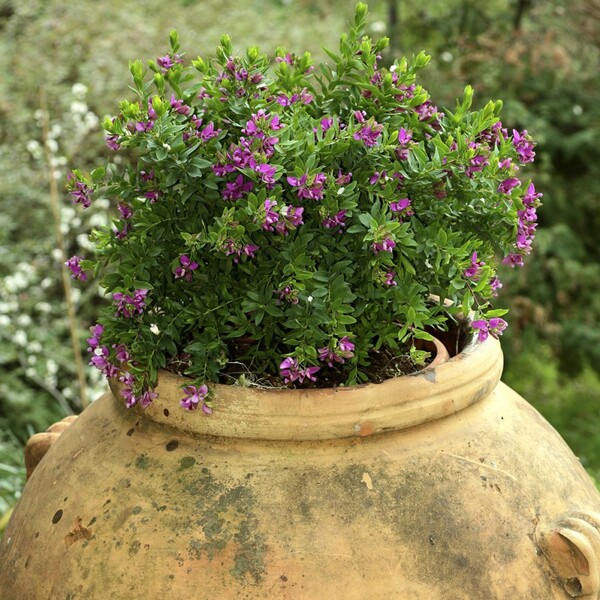 Polygala