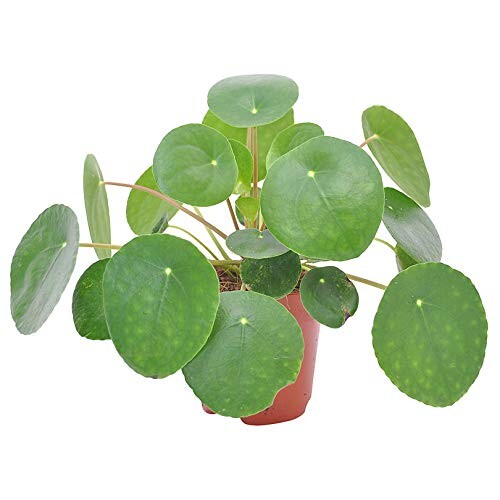 Pilea Peperomioides | Plante à monnaie chinoise | Plante d’intérieur tropicale | Hauteur 25-30cm | Pot de ø 15cm