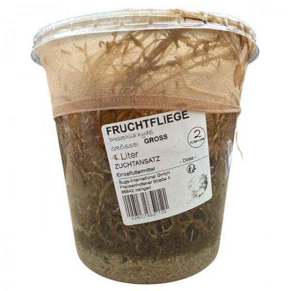 Drosophiles hydei 3 mm -Boite 1 L