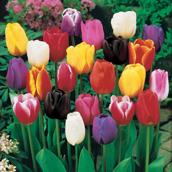 Tulipes à longues tiges en mélange