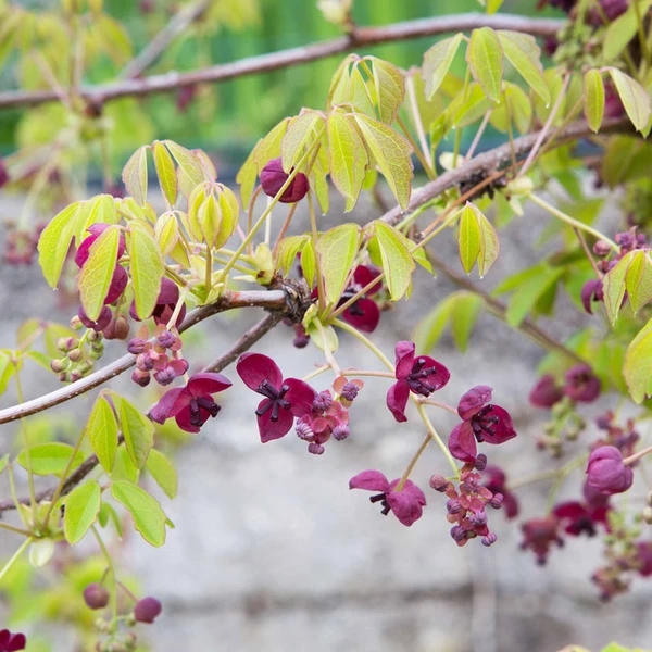 Akébie à cinq feuilles 'Quinata'