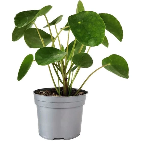 Pilea - Gamm vert