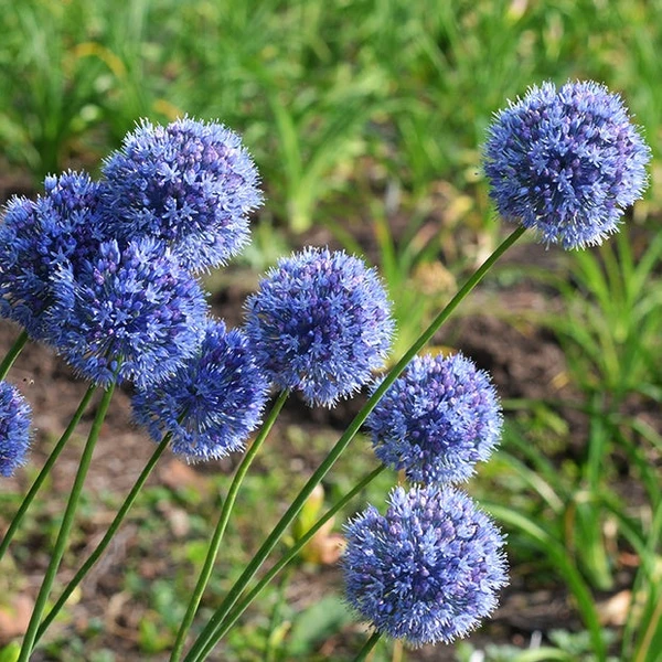 20 Alliums bleus