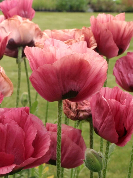 Papaver Marlene