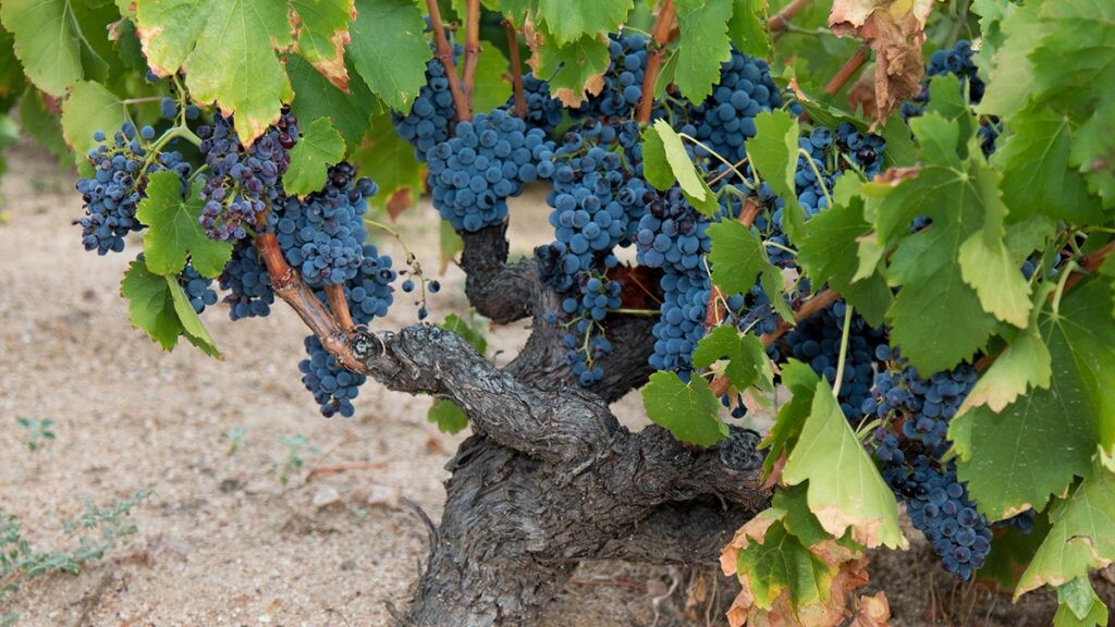 Las variedades de nuestros vinos - DOP Cebreros