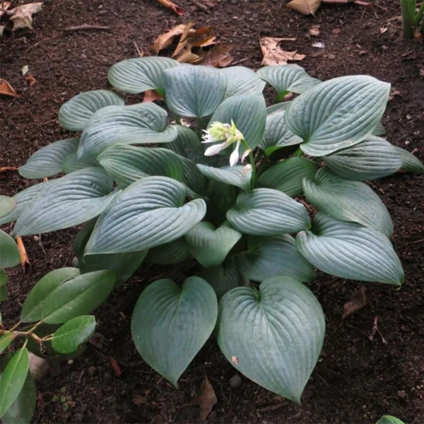 Hosta Fragrant Blue - Variété moyenne à feuilles bleu-vert pruiné, à fleurs lavande pâle parfumées