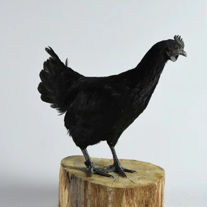 Ayam (poulet) Cemani  une poule