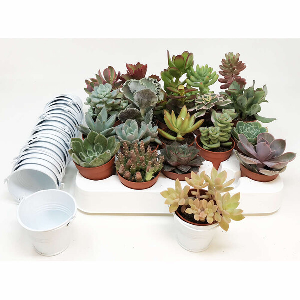 20 mini succulentes + seaux zinc blancs