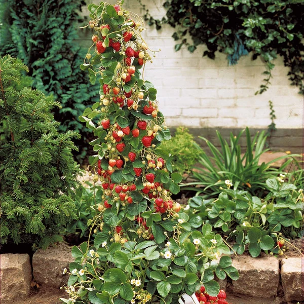 Fraisier 'Mount Everest'
