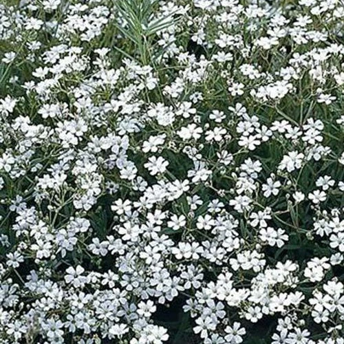 Gypsophile Schneeflocke