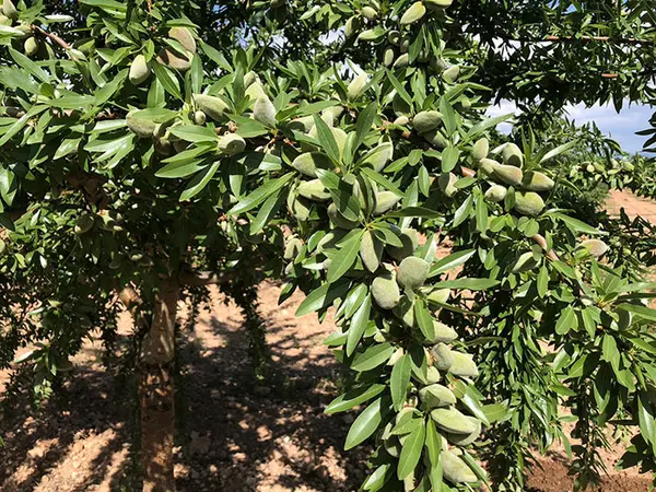 Almendro Lauranne floración tardía - Agroforestales ESLA