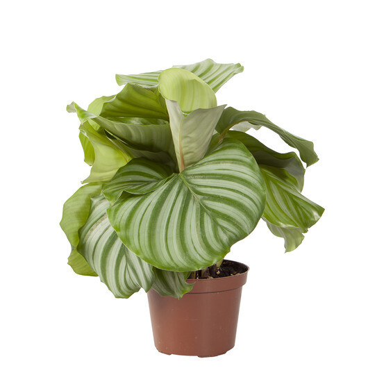 Calathea orbifolia:pot diamètre 12 cm