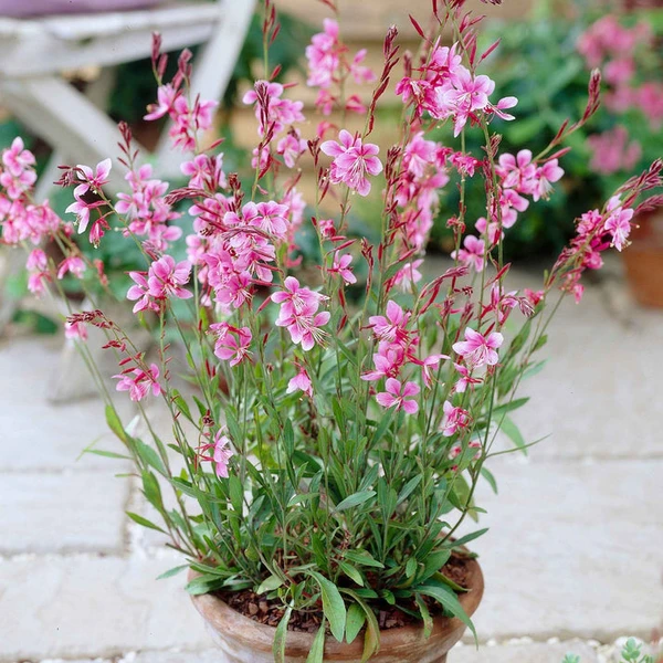 Gaura 'Siskiyou Pink'