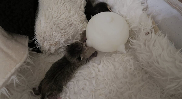 Mangeoire à Lait pour Chiot/ Chaton