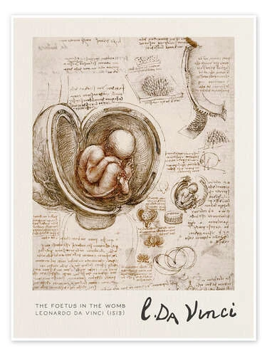 The Foetus in the Womb