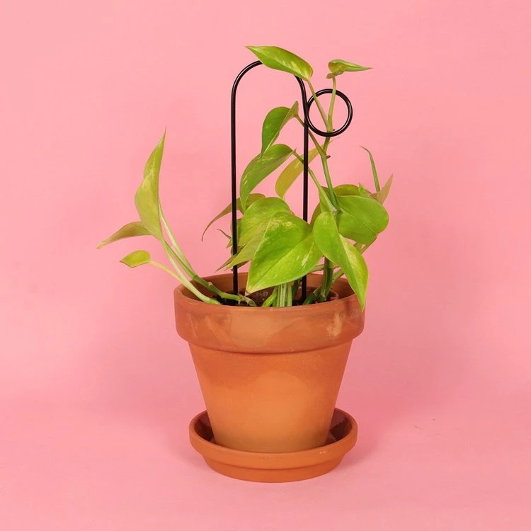 Mini Tuteur 30 cm - Bump Noir