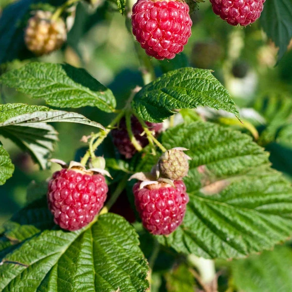 Framboisier nain 'Sweet Sister'