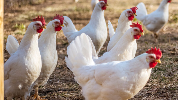 une poule azur