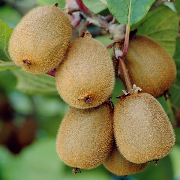 Kiwi autofertile Solissimo Renact
