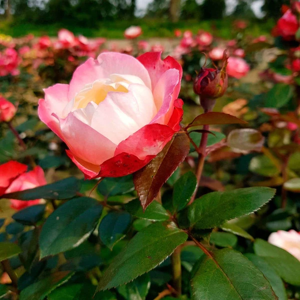 Rosier buisson Nostalgie ®
