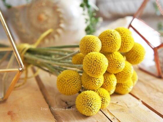 Natural dry Craspedia, dry flower arrangement, Billy Balls, Billy Buttons, dry yellow craspedia, drumsticks flowers balls, yellow flowers