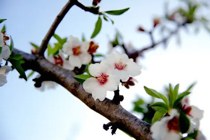 Almendro (Prunus amygdalus) - Agroforestales ESLA