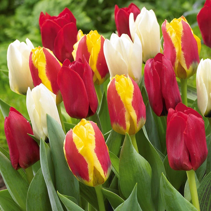 20 Tulipes botaniques en mélange