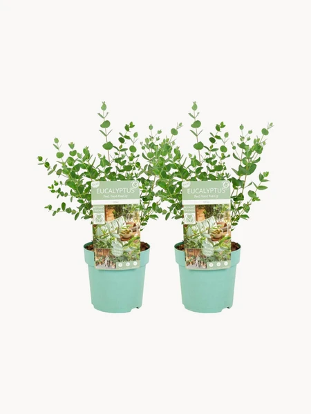 2 Plantes naturelles Eucalyptus Oliva