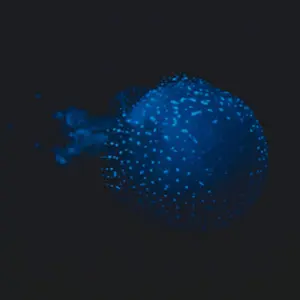 hugorousselet2