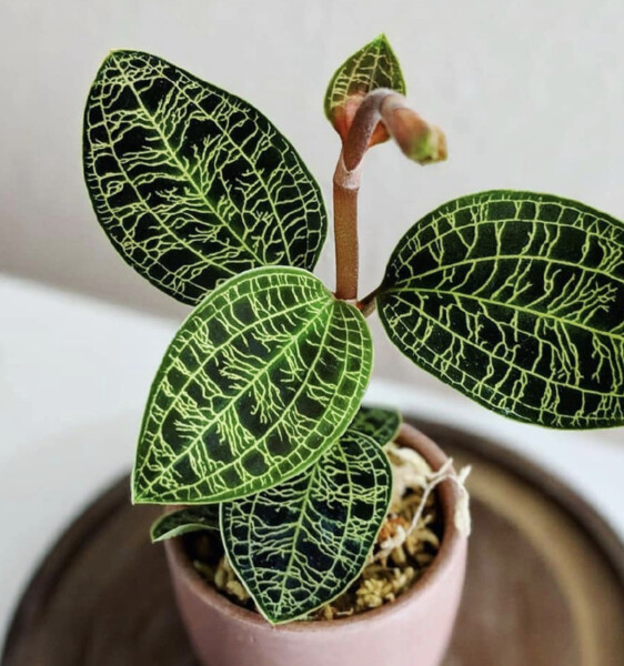 Macodes petola