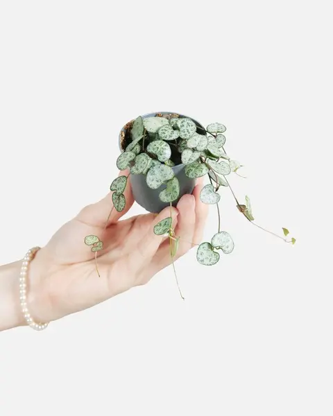 Ceropegia Woodi
