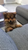 stephaniepingot