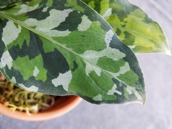 Aglaonemea pictum tricolor