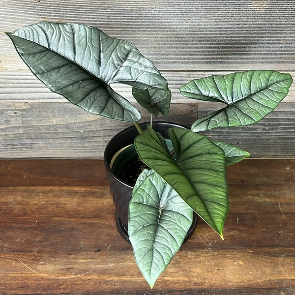 Alocasia Bisma sp. 'Platinum' | 6" Pot