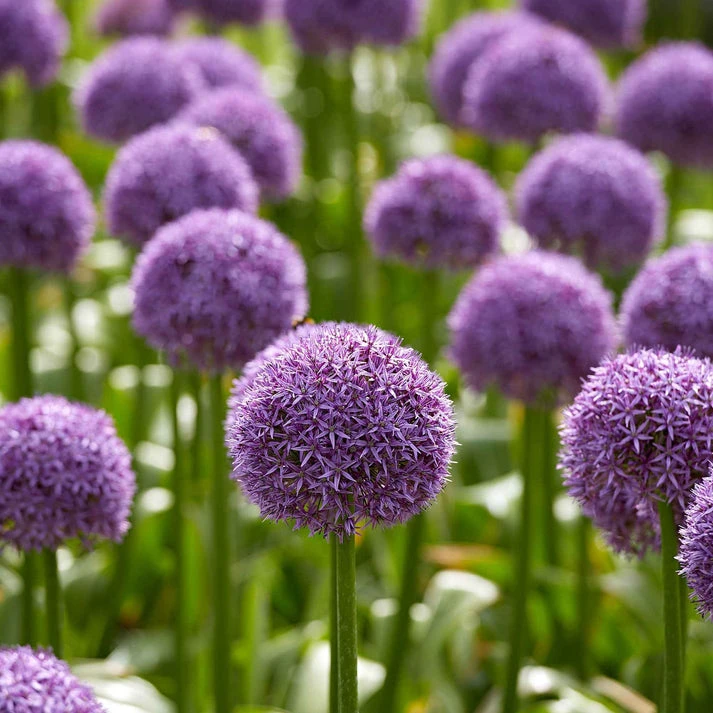 3 Alliums d'ornement Globemaster