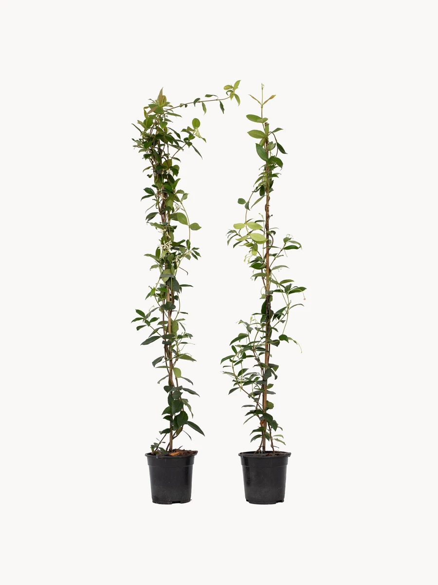 Plantes Jasmin de Toscane (lot de 2)