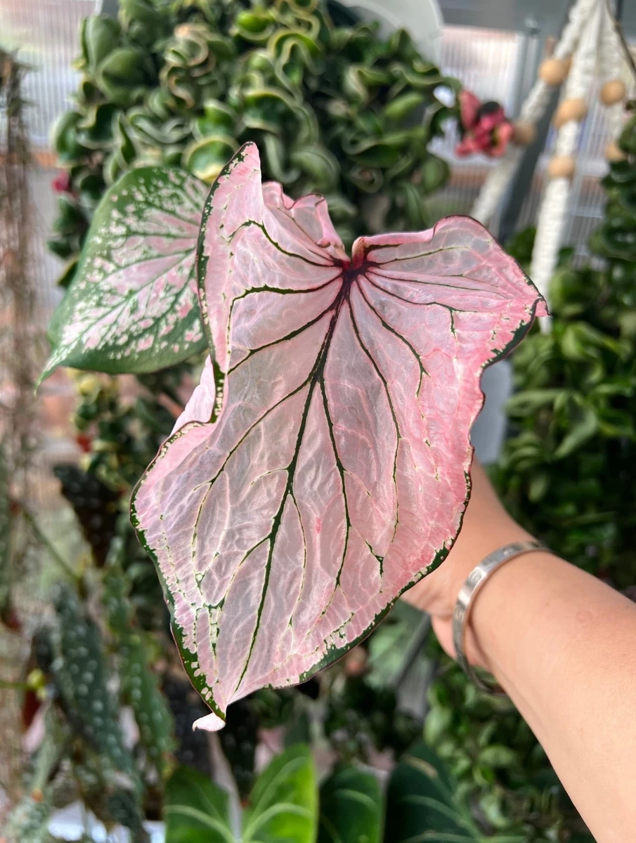 Caladium pink symphony