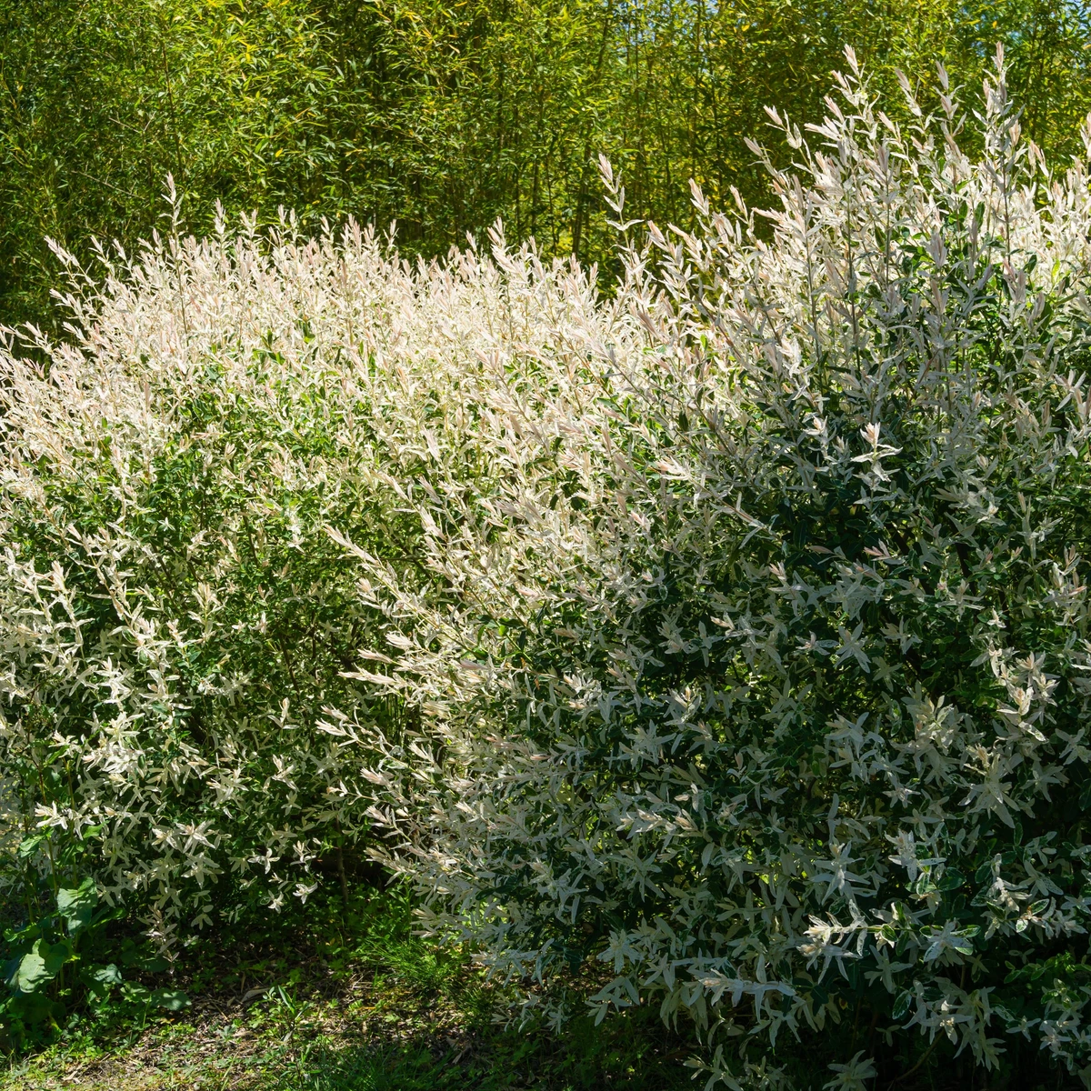 Saule crevette en buisson