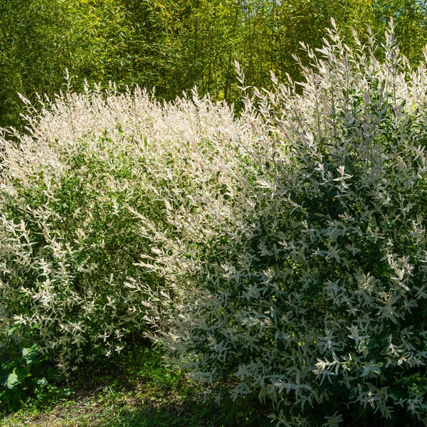 Saule crevette en buisson