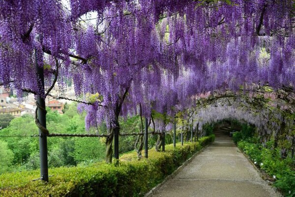 Glycine