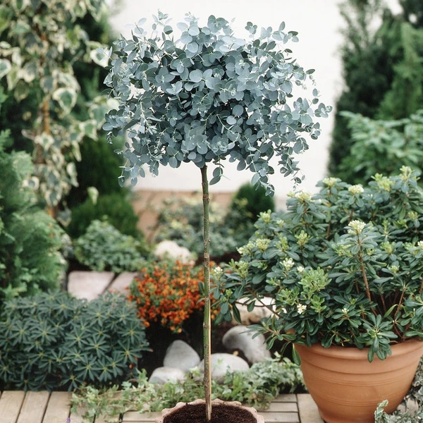 Eucalyptus sur tige