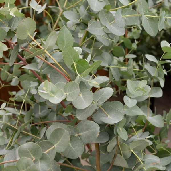 Eucalyptus gunnii