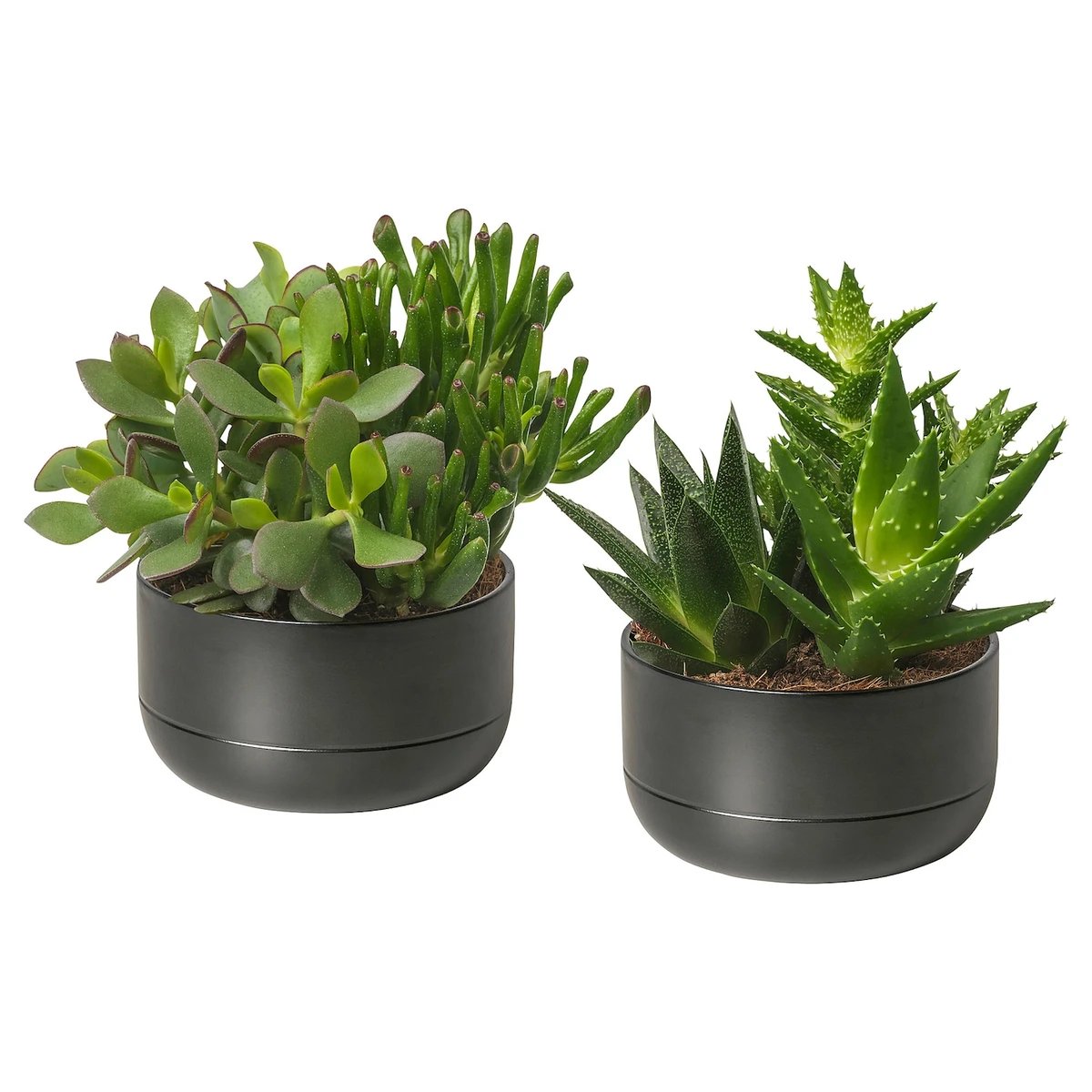 SUCCULENT Plante naturelle avec pot - succulente/noir 14 cm