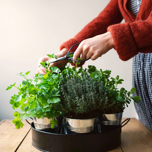 Plateau de 7 aromates à cultiver