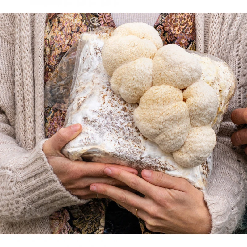 Sac de culture de champignons Crinière de lion